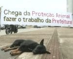 Defensores de animais protestam contra paralisa&ccedil;&atilde;o de castra&ccedil;&otilde;es em Divin&oacute;polis
