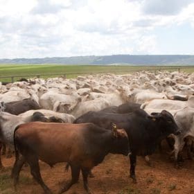 Vacinação contra febre aftosa é prorrogada até 17/12 em Minas