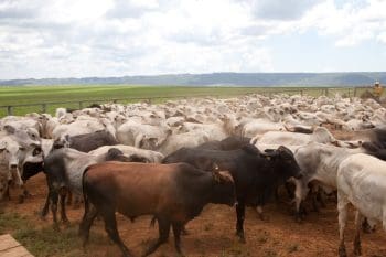 Vacinação contra febre aftosa é prorrogada até 17/12 em Minas