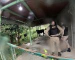 Lagoa da Prata: A&ccedil;&atilde;o da Patrulha Rural resulta na recupera&ccedil;&atilde;o de gados furtados
