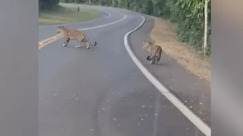 Onças pintadas desfilam em Parque Nacional do Iguaçu; vídeo