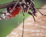 Chikungunya: casos e interna&ccedil;&otilde;es crescem em Divin&oacute;polis; morte ainda &eacute; investigada