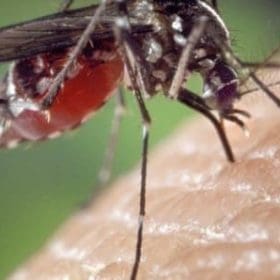 Chikungunya: casos e interna&ccedil;&otilde;es crescem em Divin&oacute;polis; morte ainda &eacute; investigada