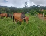 Ita&uacute;na: Suspeitos de furtarem gado s&atilde;o presos e itens recuperados