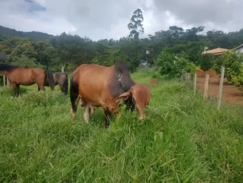 Ita&uacute;na: Suspeitos de furtarem gado s&atilde;o presos e itens recuperados