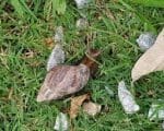 Vigilância Ambiental orienta sobre infestação de caramujos africanos em Divinópolis