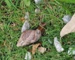Vigil&acirc;ncia Ambiental orienta sobre infesta&ccedil;&atilde;o de caramujos africanos em Divin&oacute;polis