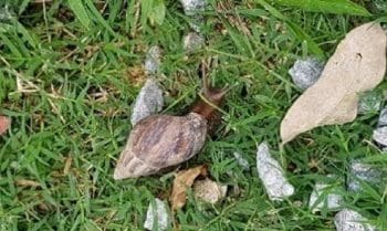 Vigil&acirc;ncia Ambiental orienta sobre infesta&ccedil;&atilde;o de caramujos africanos em Divin&oacute;polis