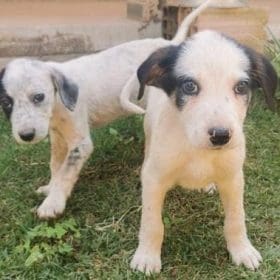 Estão abertas as inscrições para castração gratuita de cães e gatos em Divinópolis