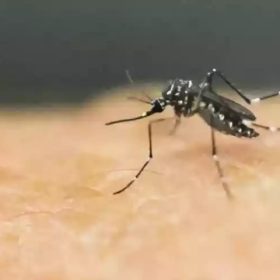 Divinópolis registra 72 novos casos de dengue