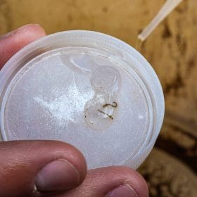 Pitangui instala ambulatório para atender pessoas com sintomas de dengue; confira situação de Divinópolis
