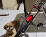 Pol&iacute;cia recupera cachorro furtado e prende jovem