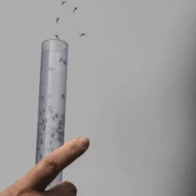 Dengue: Anvisa aprova vacina com eficácia de 80,2%; veja situação da doença em Divinópolis