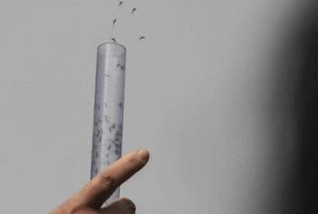 Dengue: Anvisa aprova vacina com efic&aacute;cia de 80,2%; veja situa&ccedil;&atilde;o da doen&ccedil;a em Divin&oacute;polis