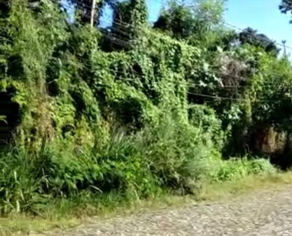 Mato invade rua próxima ao "Polivalente", em Divinópolis