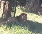 Vídeo de leão em Formiga é falso