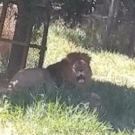 Vídeo de leão em Formiga é falso