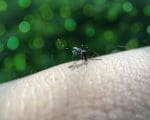 Número de casos de dengue cresce 44% em uma semana em MG; veja situação em Divinópolis
