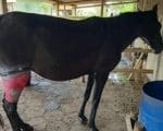 Égua ferida é resgatada e passa por cirurgia em Divinópolis