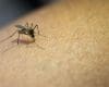 Minas Gerais registra duas mortas por chikungunya