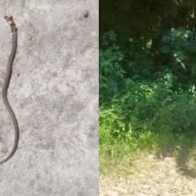 Mato alto atrai cobras no Esplanada; morador questiona Prefeitura