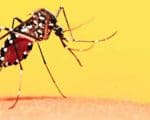 A importância da vacinação e medidas preventivas contra a febre amarela