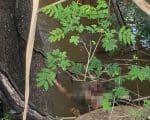 Perícia técnica trabalha na tentativa de identificar corpo encontrado no Rio Itapecerica