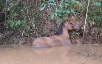 Bombeiros resgatam cavalo que caiu no Rio Capivari, na cidade de Ijaci, no Campos das Vertentes