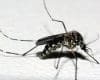 Divinópolis: mais de 400 casos de dengue confirmados em dois dias