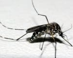 Brasil recebe mais de 700 mil doses de vacina contra a dengue