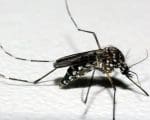 Área central lidera registros de dengue e acende alerta da Saúde em Divinópolis