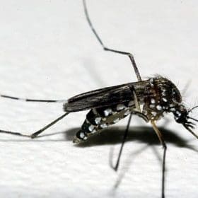 Brasil recebe mais de 700 mil doses de vacina contra a dengue