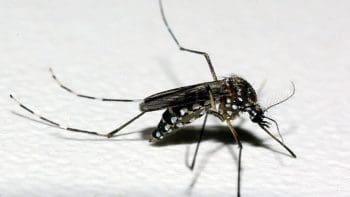 Divinópolis: mais de 400 casos de dengue confirmados em dois dias