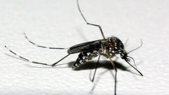 Casos de Dengue aumentam em Minas Gerais
