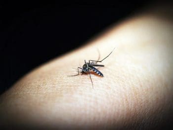 Contagem confirma primeira morte por chikungunya