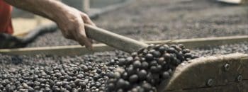 Cr&eacute;dito do BDMG viabiliza produ&ccedil;&atilde;o de caf&eacute; em Minas Gerais