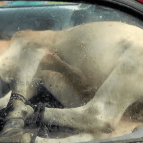 Homem tenta transportar bezerro no banco de tr&aacute;s do carro e acaba preso por maus-tratos