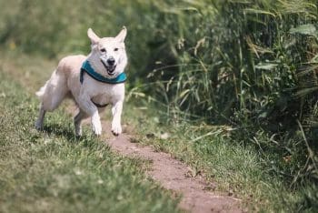 Desfile de Pets vai marcar anivers&aacute;rio de Divin&oacute;polis; saiba como participar