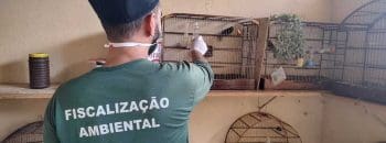 Fiscaliza&ccedil;&atilde;o ambiental flagra tr&aacute;fico e cativeiro irregular de animais silvestres