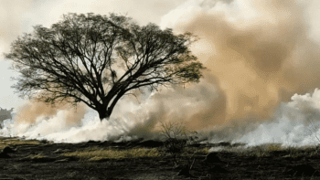 Inc&ecirc;ndio atinge &aacute;rea equivalente a 14 campos de futebol, em Uberl&acirc;ndia