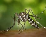 Divinópolis: 186 novos casos de dengue em 24 horas