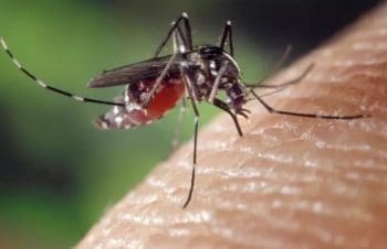 Divin&oacute;polis passa dos 7 mil casos de dengue