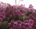 18&ordf; edi&ccedil;&atilde;o do festival das flores acontece em Divin&oacute;polis