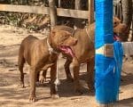 Cachorros atacam outros animais no bairro Jardim das Mansões em Divinópolis