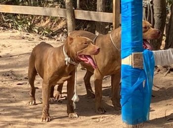 Cachorros atacam outros animais no bairro Jardim das Mans&otilde;es em Divin&oacute;polis