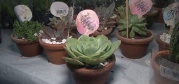 Divin&oacute;polis recebe mais de 100 esp&eacute;cies de plantas na Feira de Holambra