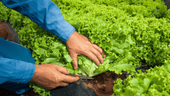 Agricultura familiar ter&aacute; cr&eacute;dito de R$ 71,6 bilh&otilde;es