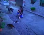 Briga por causa de agressão contra cachorro é registrada em Itapecerica