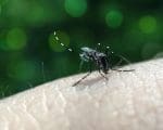 Divinópolis registra quase cinco mil casos de Dengue