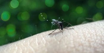 Aumenta o n&uacute;mero de &oacute;bitos por dengue em investiga&ccedil;&atilde;o em Divin&oacute;polis